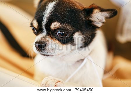 chihuahua dog close up portrait