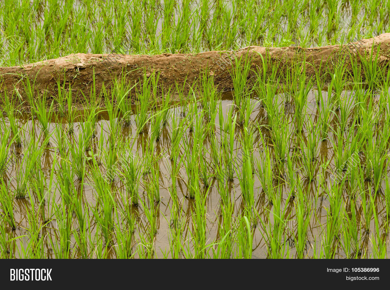 closeup of young rice plants in a paddyfield