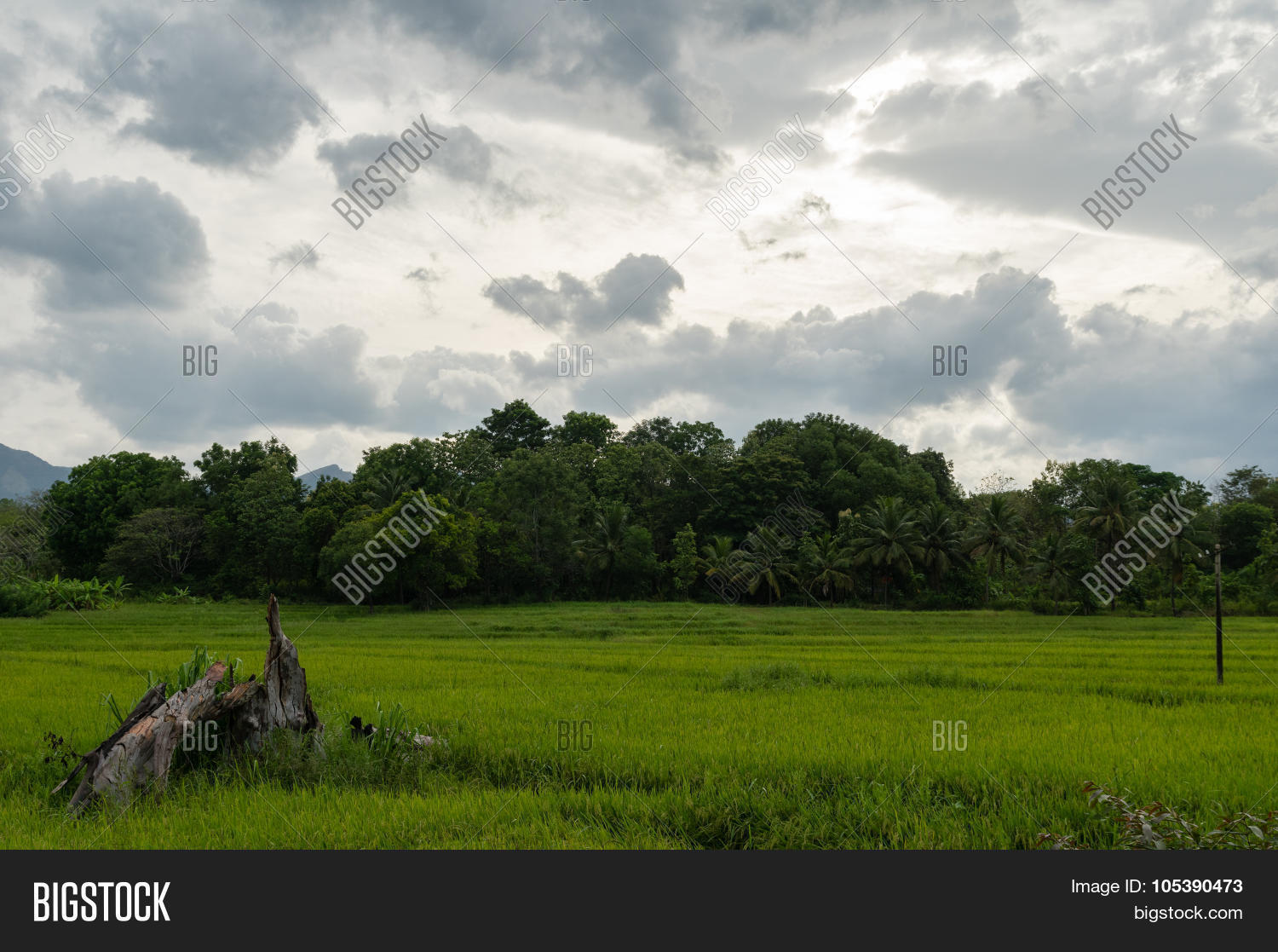 countryside paddyfield with young rice plants in the evening