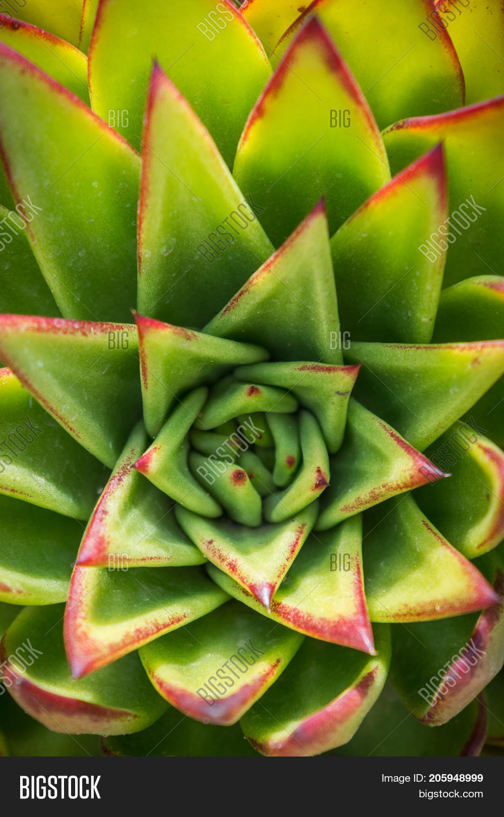 green succulent plant pattern close up