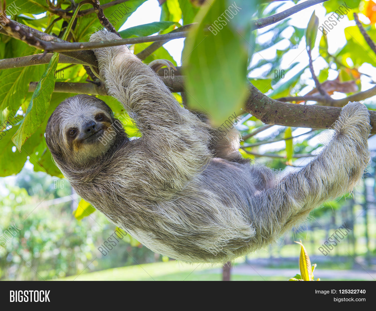 sloth climbing a tree in costa rica rainforest