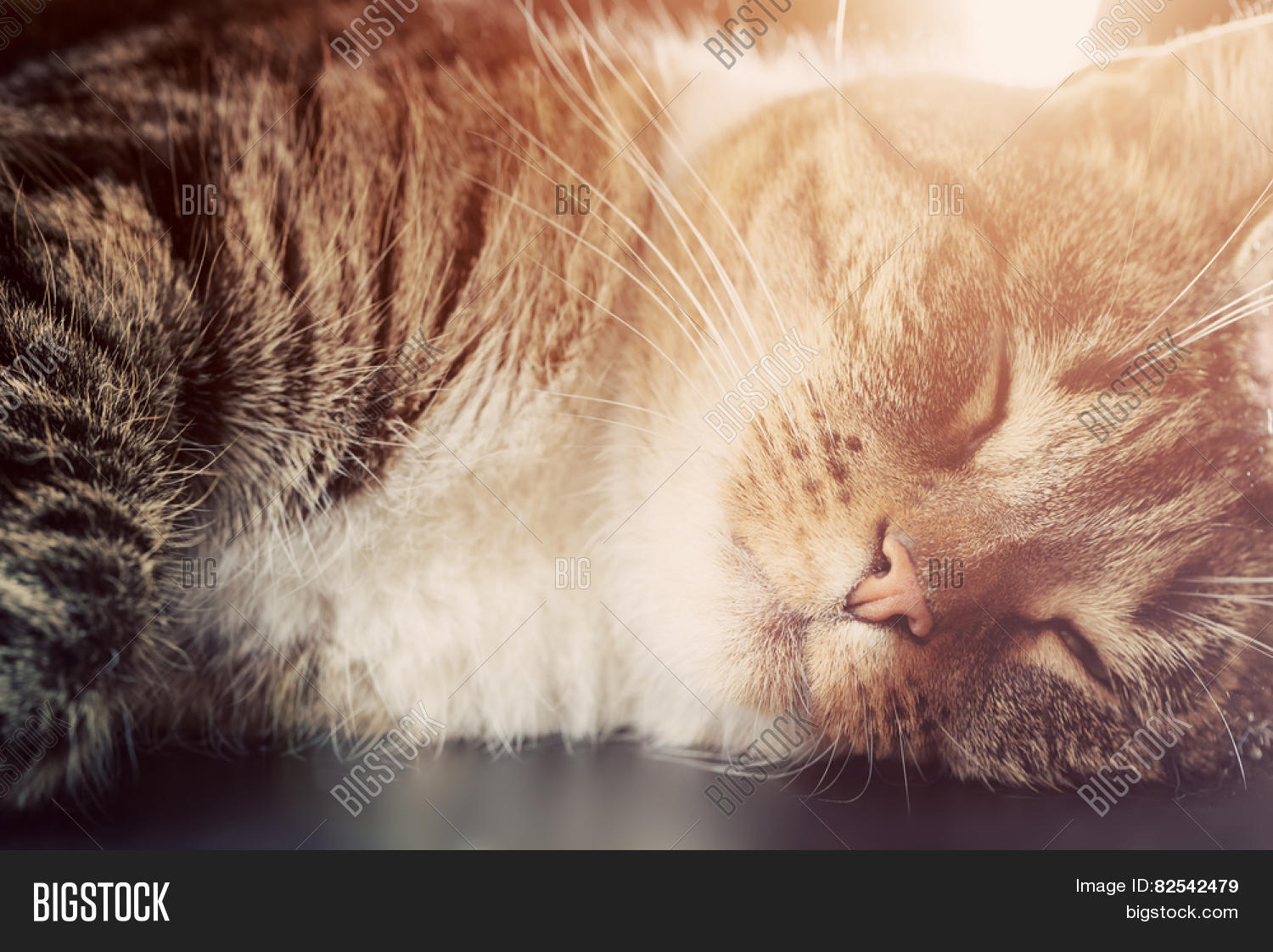 cute small cat sleeping. happy expression, light flare.