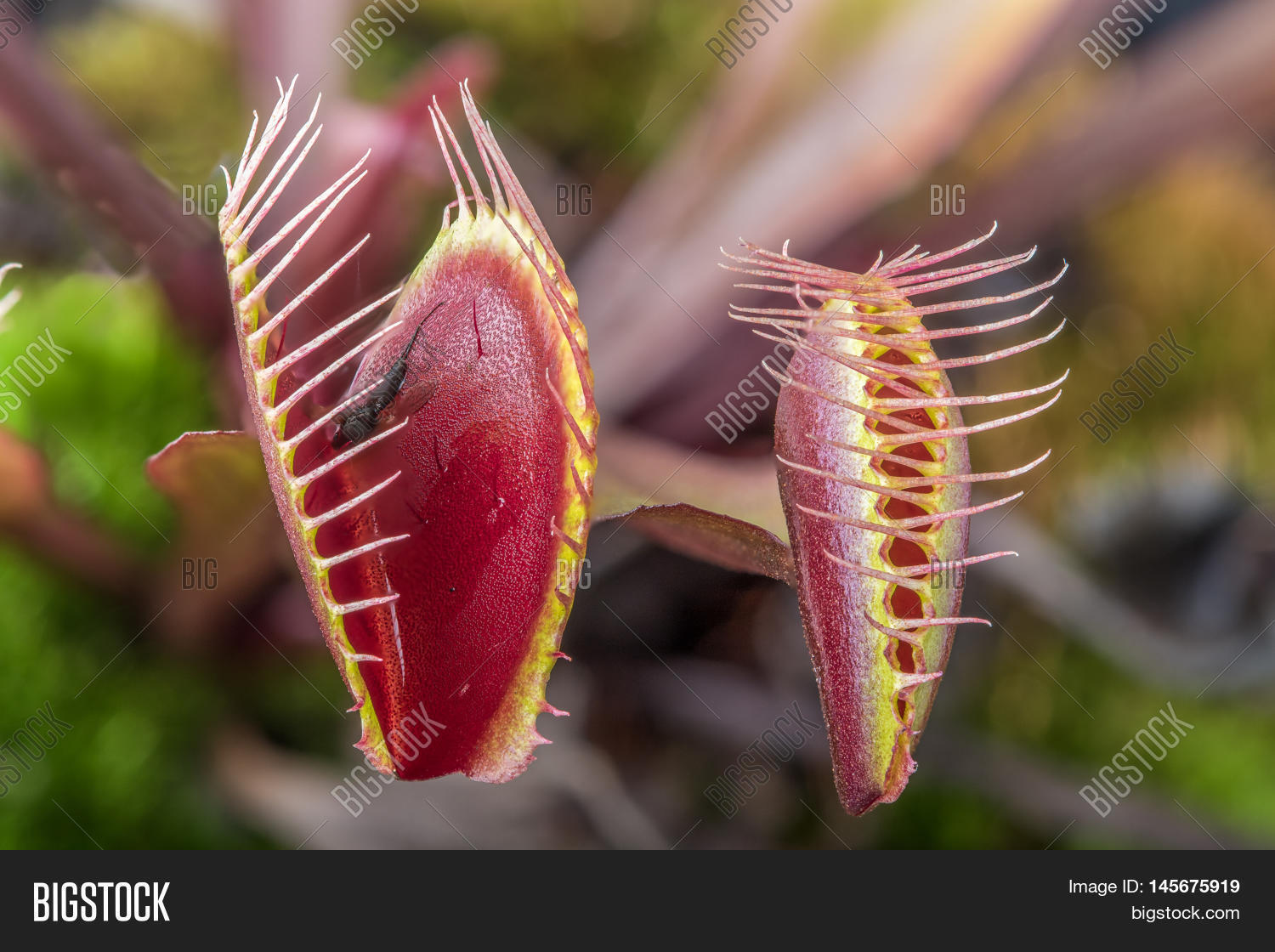 macro of two insectivorous venus fly trap (dionaea muscipula)