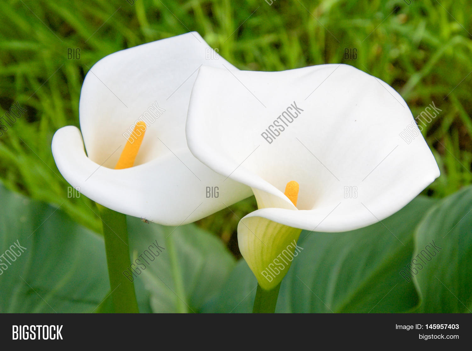 two white calla lily flowers with blurred green background