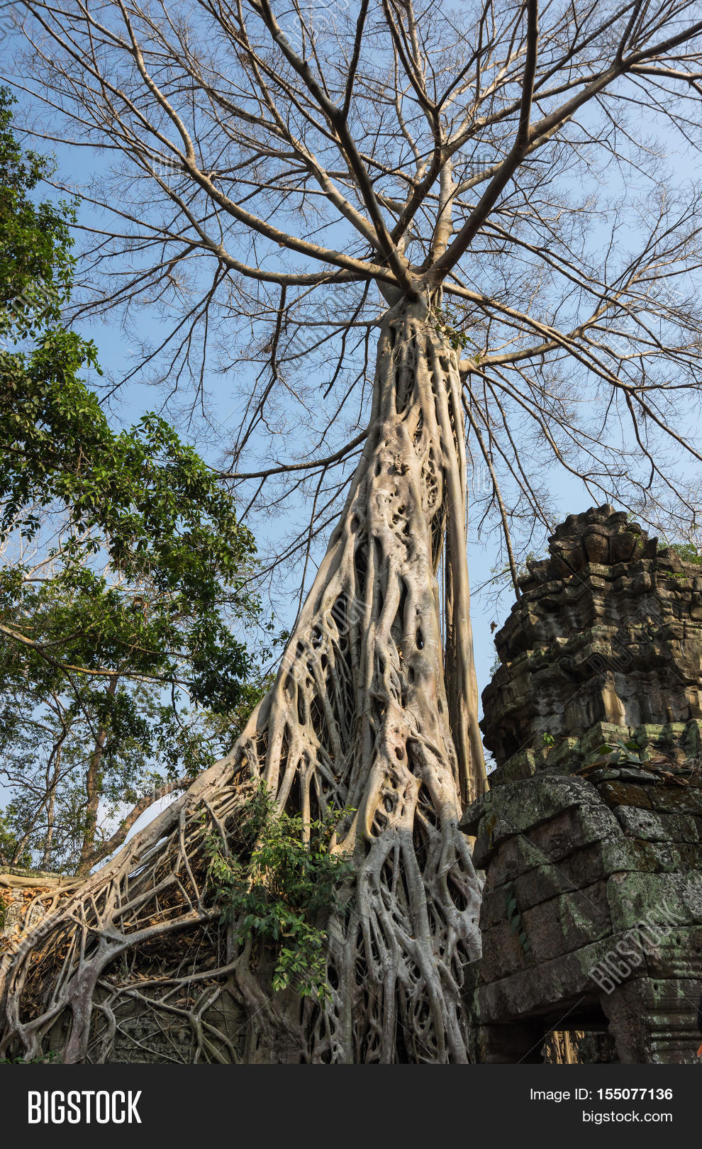 ruins of ta prohm temple at angkor wat complex siem reap