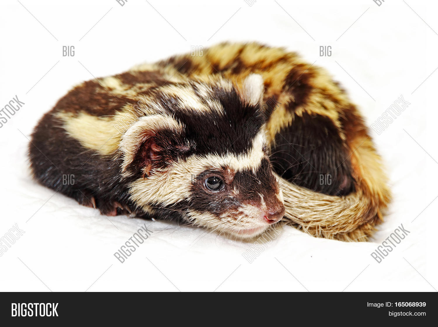 marbled polecat (vormela peregusna) on white background.