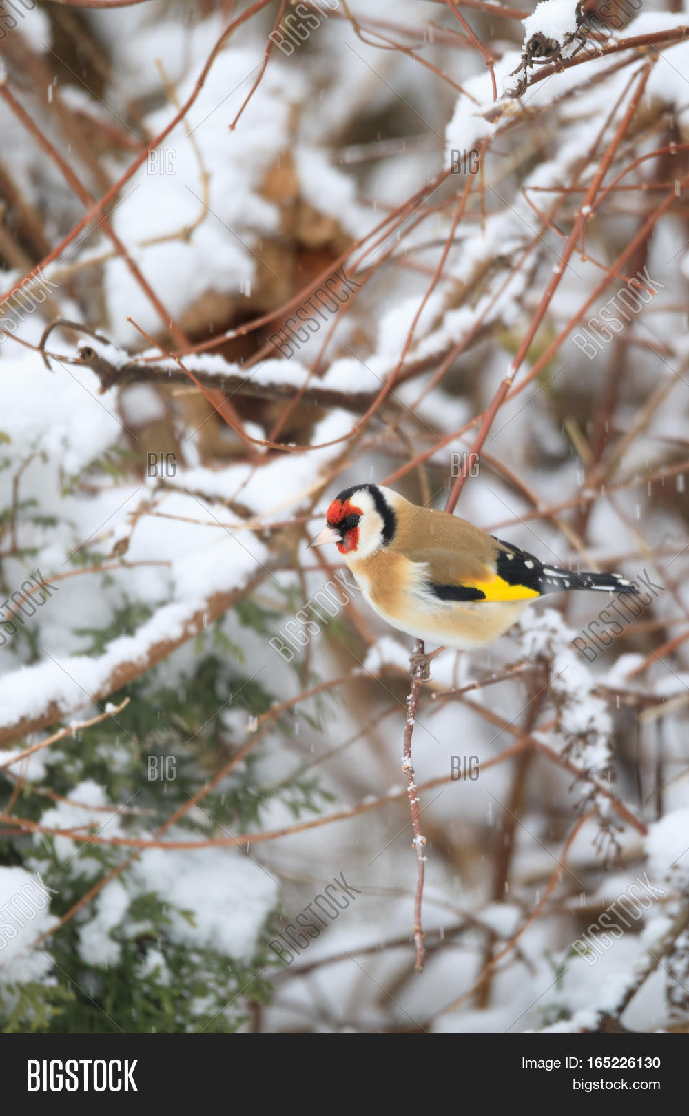 small bird european goldfinch in winter 库存照片和库存图片 | big