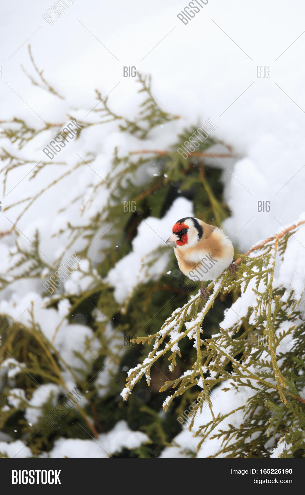 small bird european goldfinch in winter 库存照片和库存图片 | big