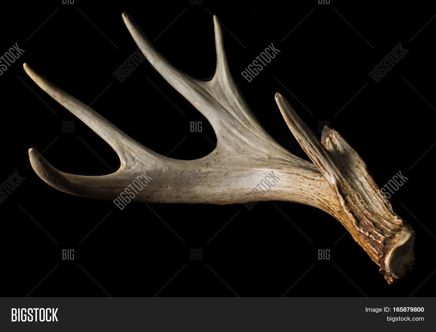 shed antler from a whitetail deer isolated on black close up