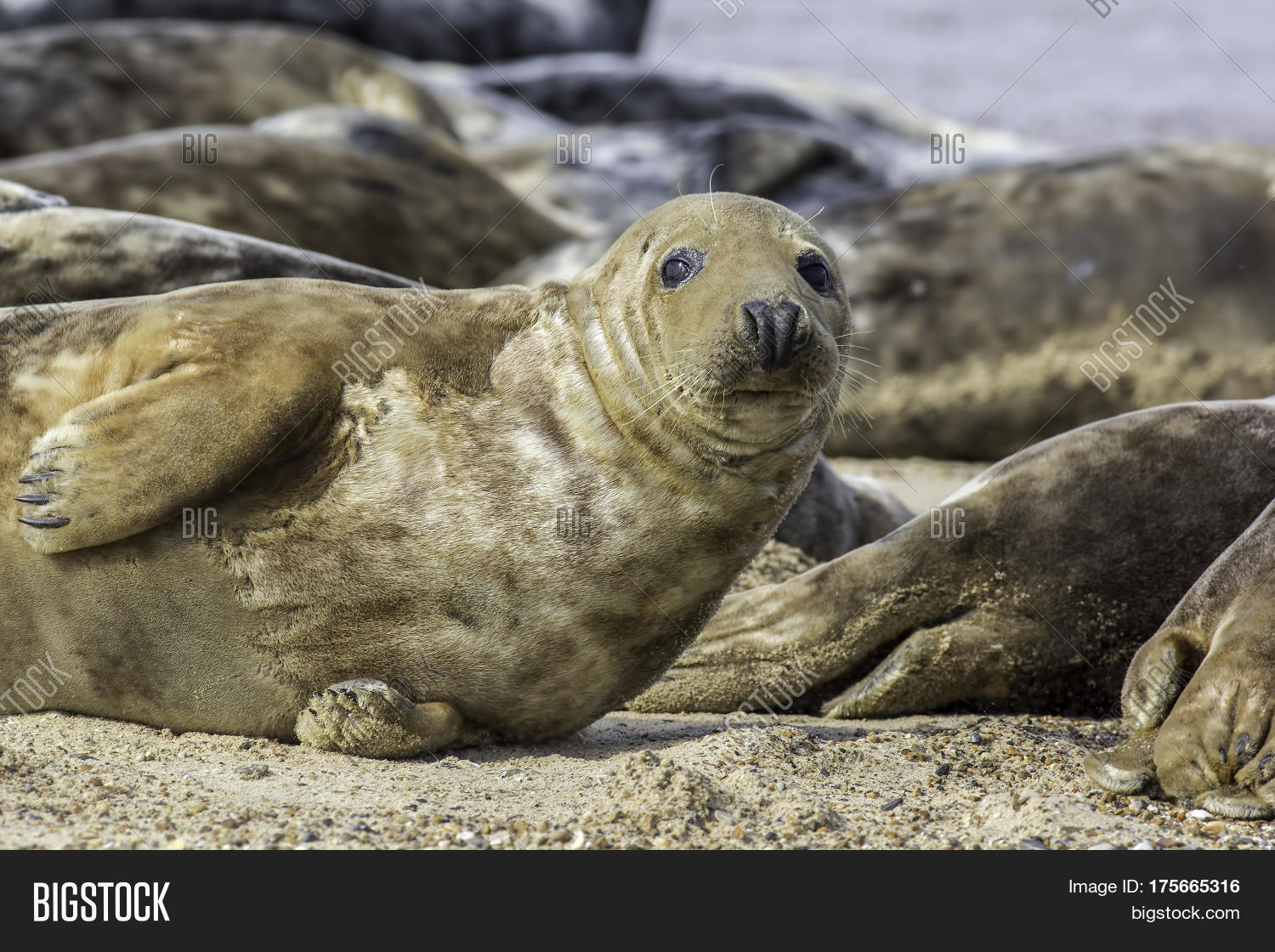 this animal is part of he horsey wild seal colony on the east