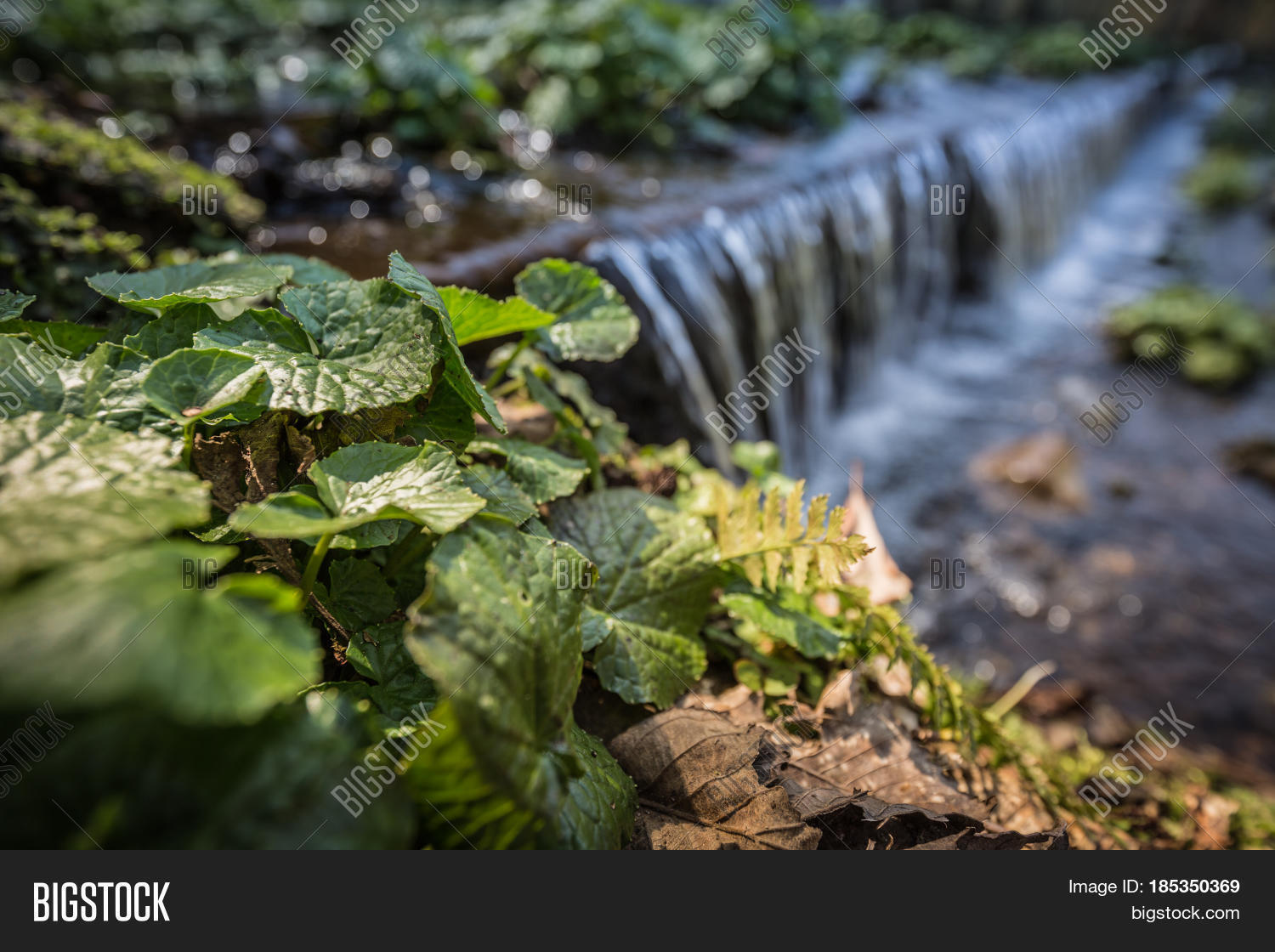 wasabi plantations in running water in the forest japan