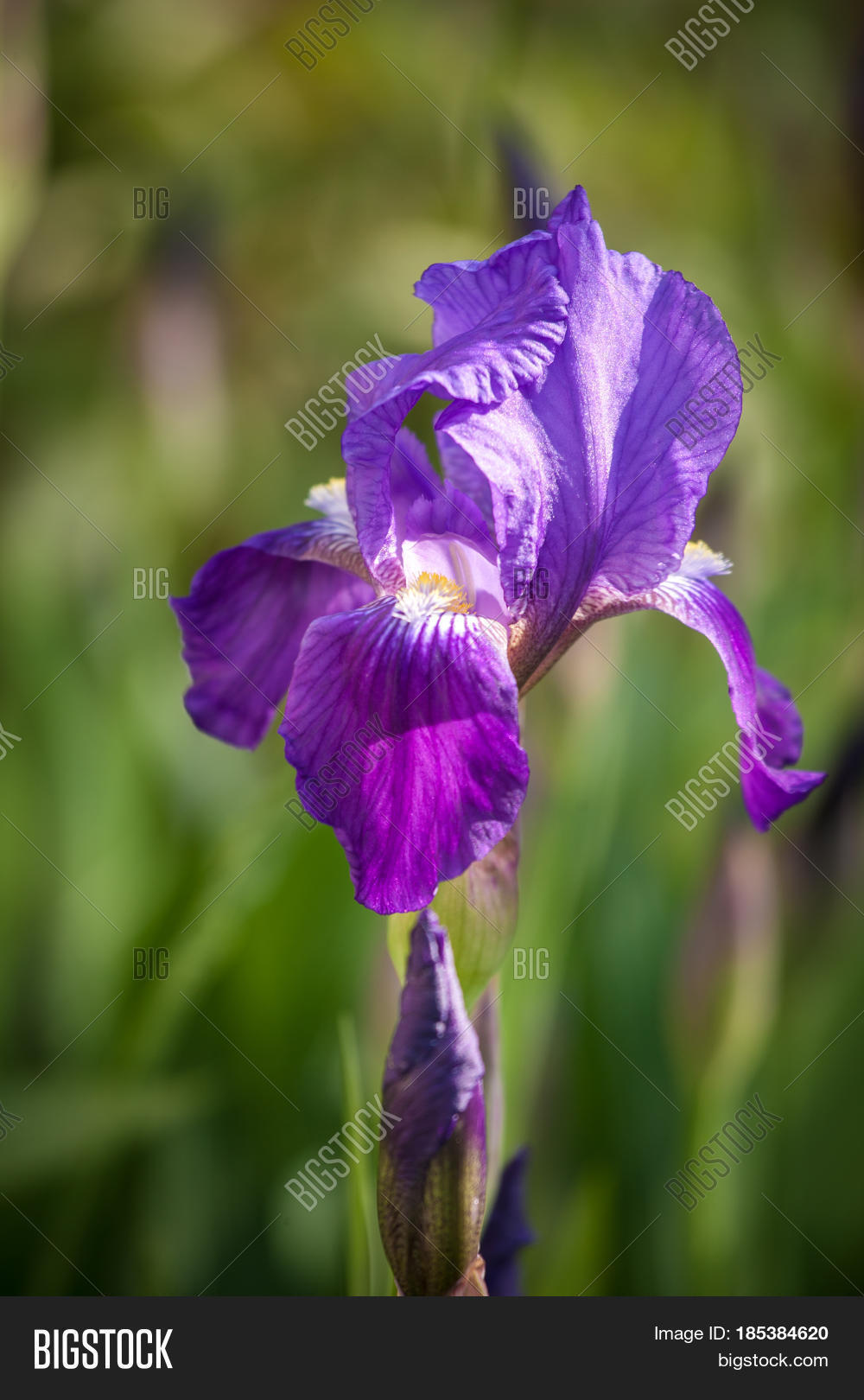 closeup of blue iris flowers. blooming iris flowers in garden.