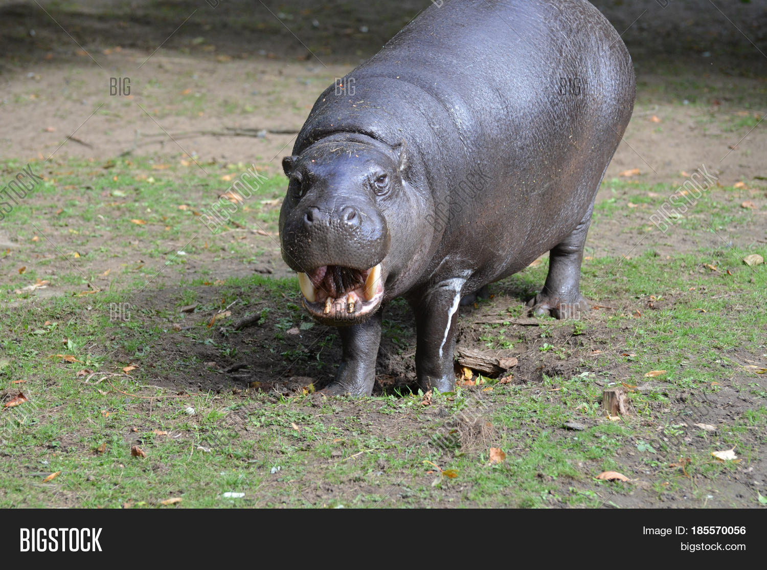 silly pygmy hippo with his mouth open showing off his teeth in a