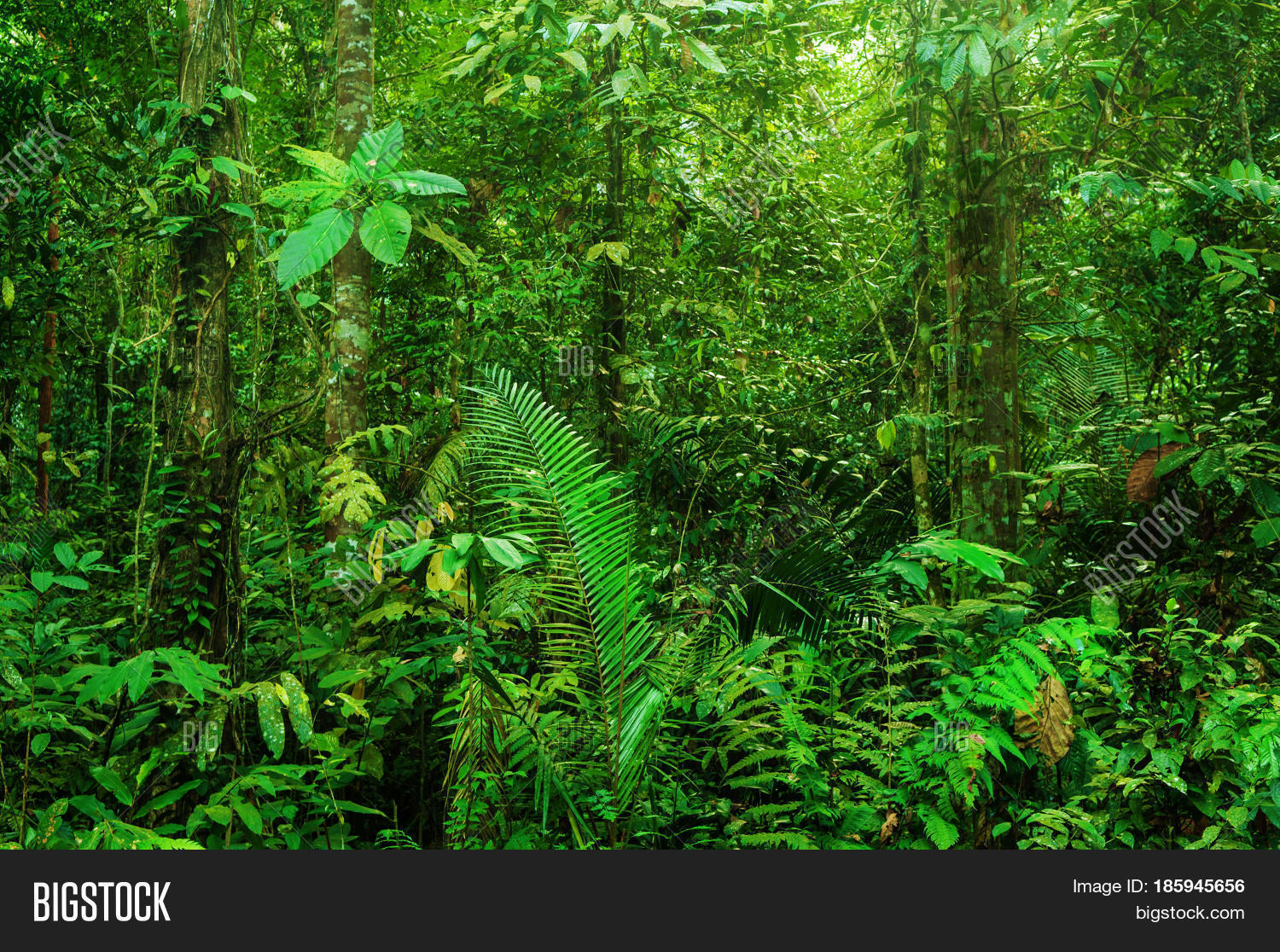fantastic tropical rainforest landscape in morning.