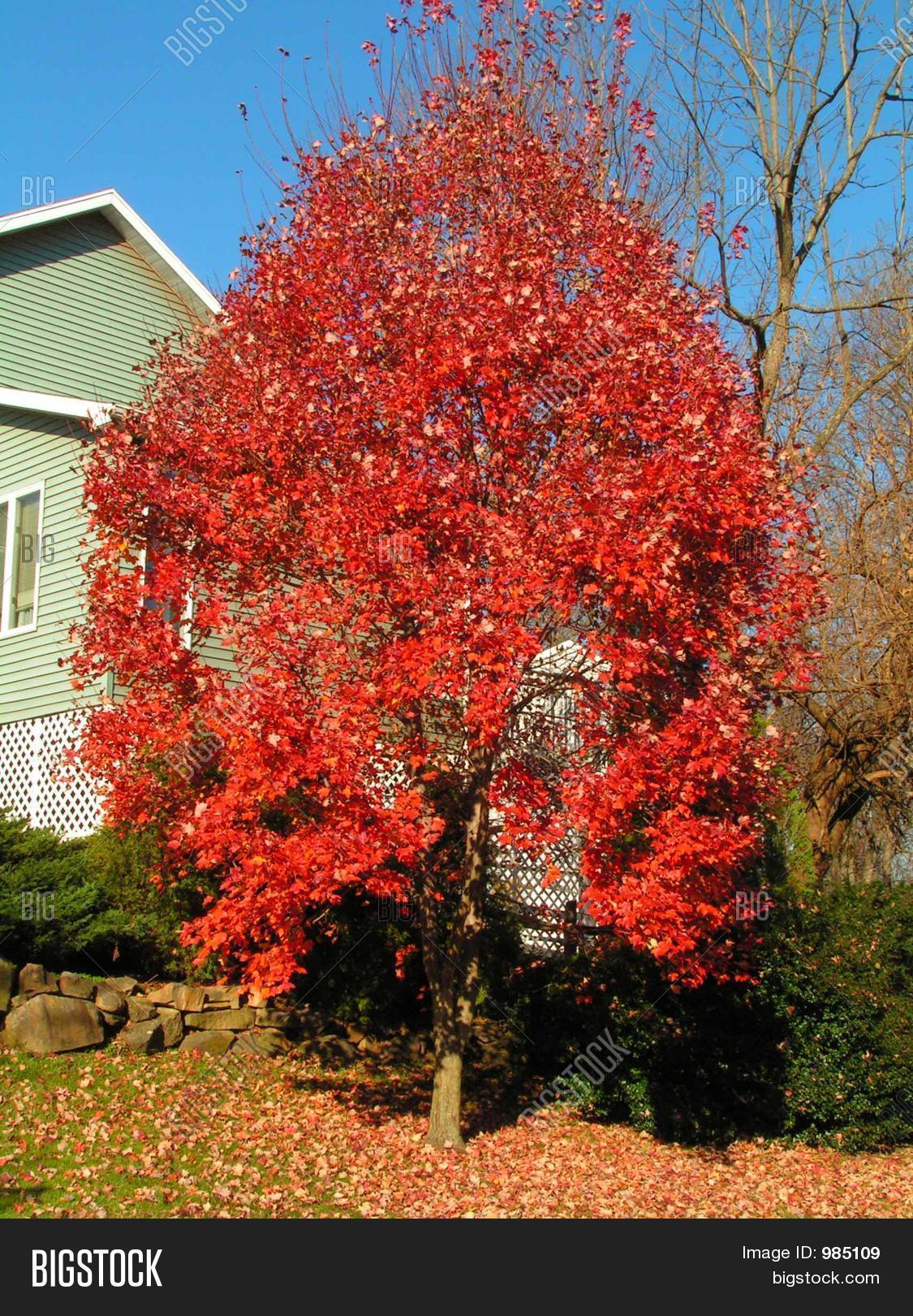 bright red fall foliage of the red maple tree.