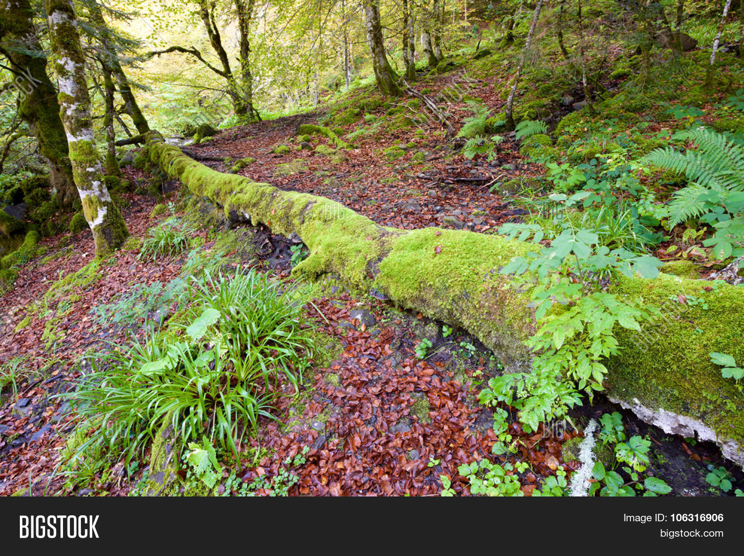 lush forest in valley of aspe, pyrenees, france