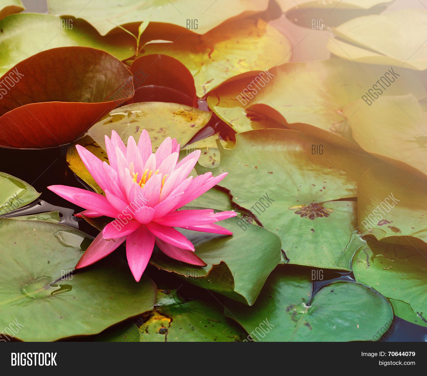 a single pink lily pad is on a pond of water for a tranquil or