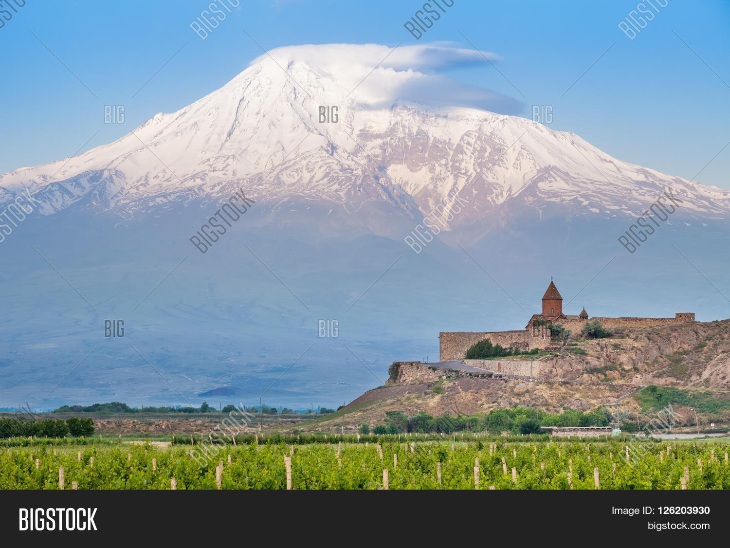 grape field in ararat valley.