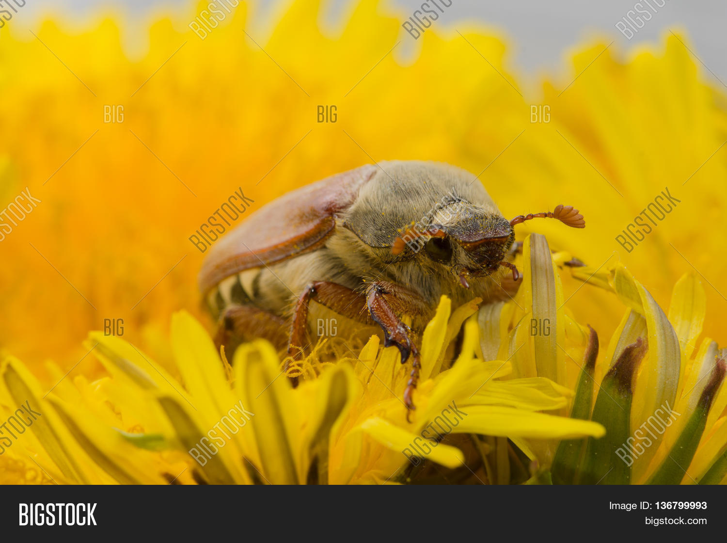 huge chafer climbed into the yellow flower on sky