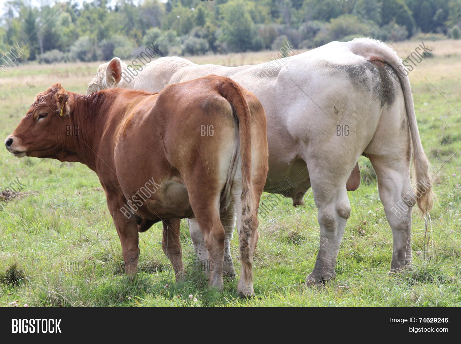 bull and cow standing next to each other in a small field.