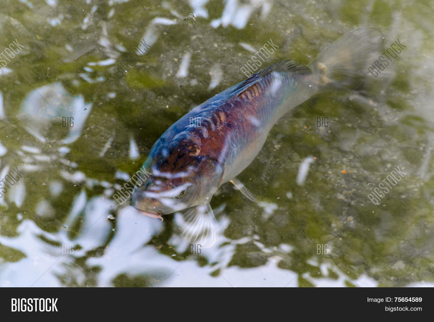 carp koy koi carp fish in a pond with views of the green water.