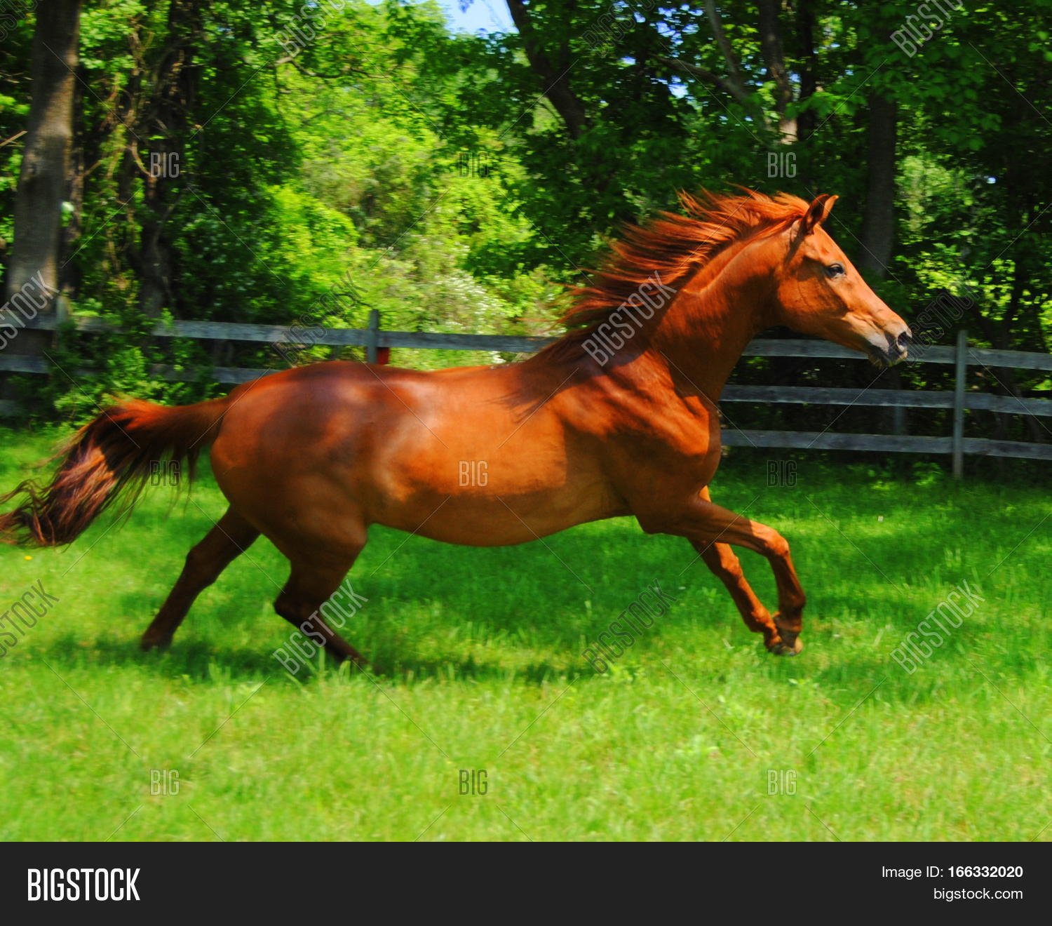chestnut mare horse, side view, galloping in green grass in