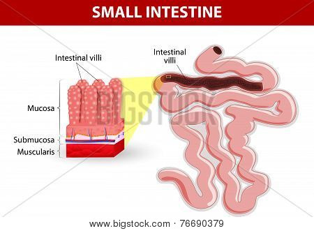 small intestine anatomy