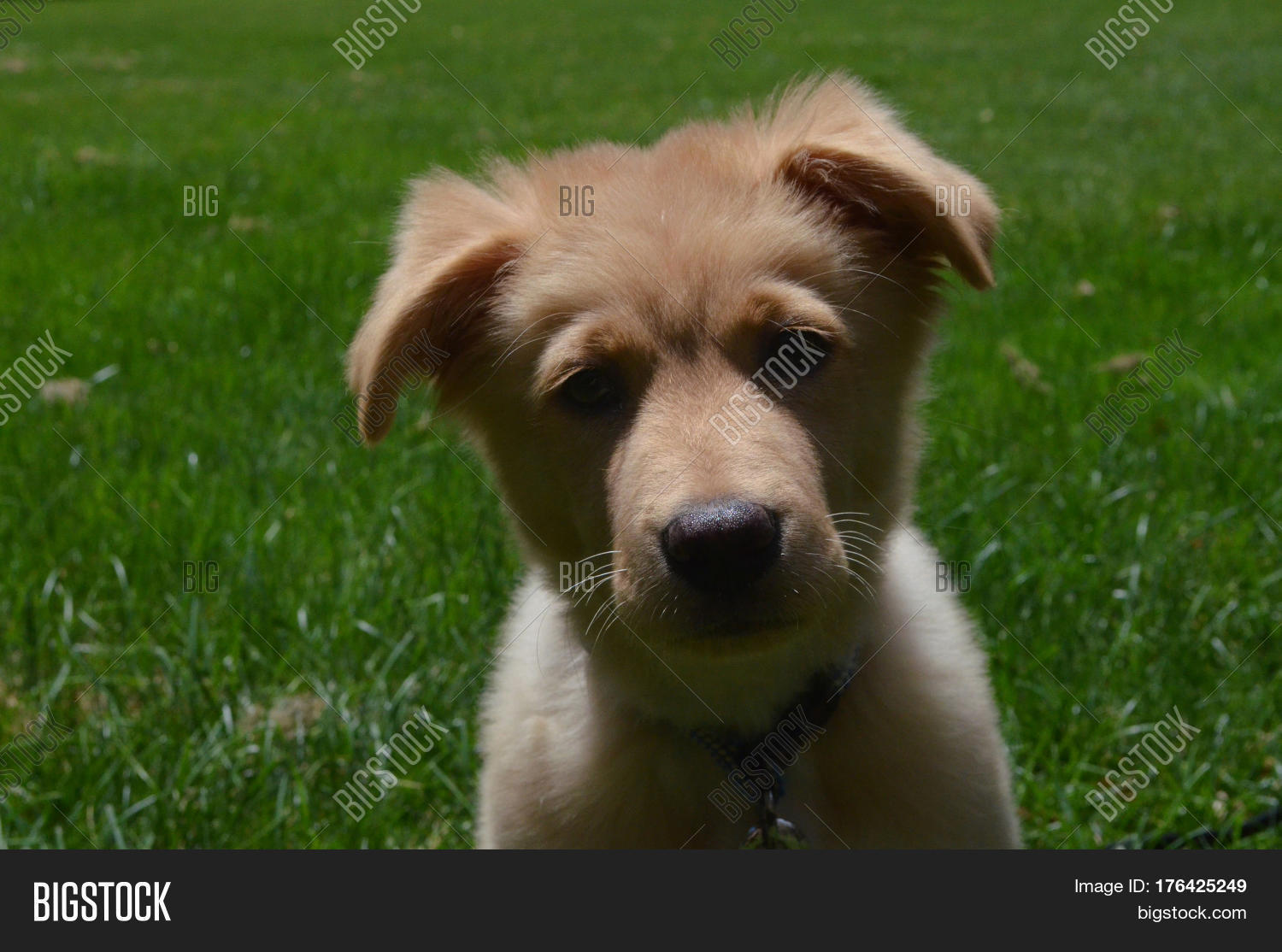 very sweet faced adorable little red duck dog on a summer day.