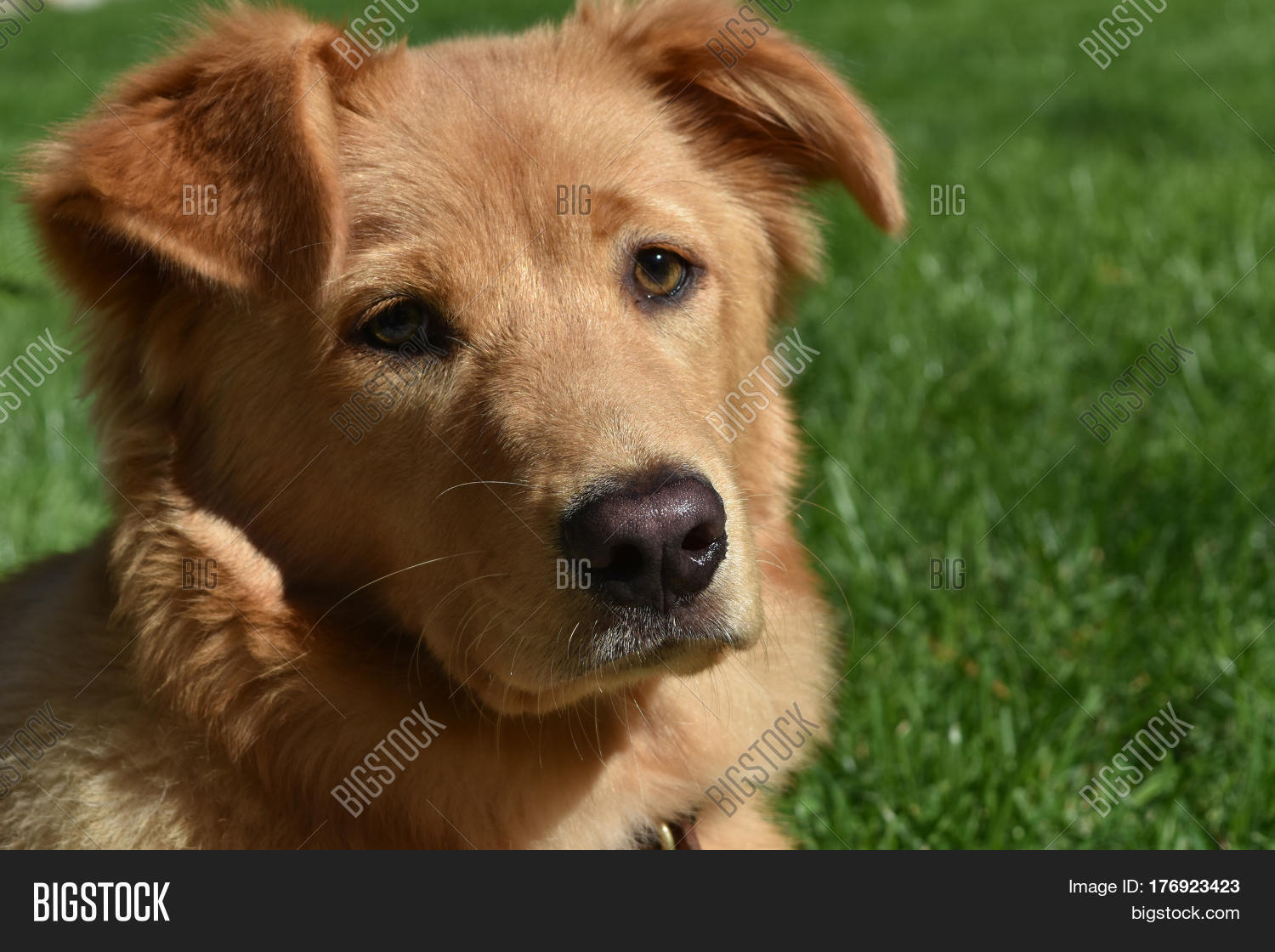 sweet face of a red duck dog laying in green grass.