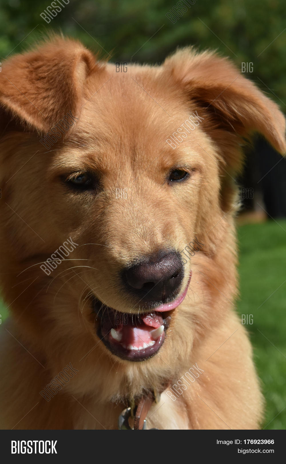 nova scotia duck tolling retriever dog licking his lips.