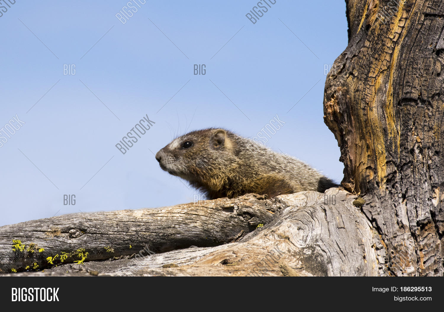 yellow-bellied marmot in decayed tree with blue sky