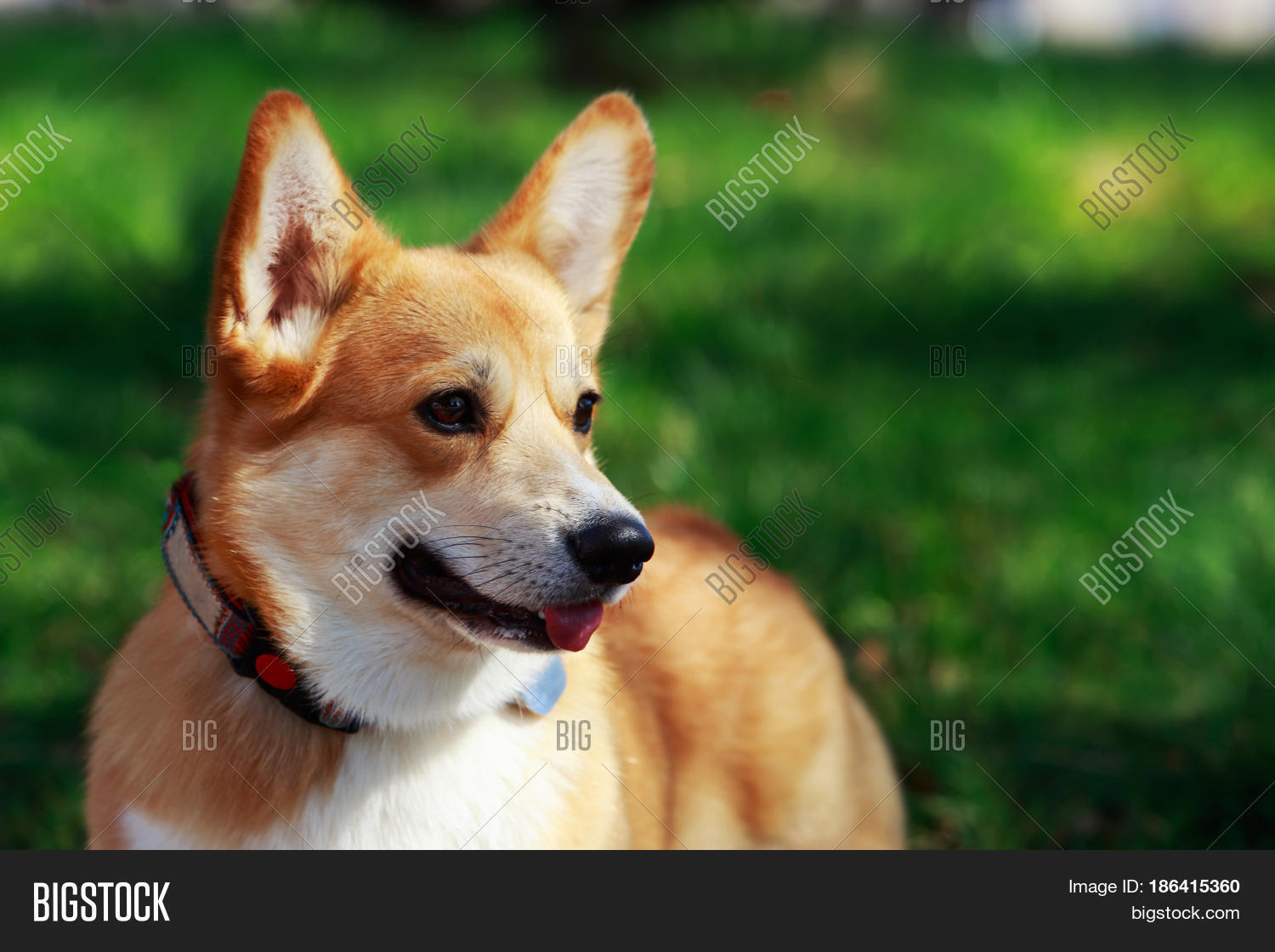 welsh corgi pembroke on the grass in summer sunny day