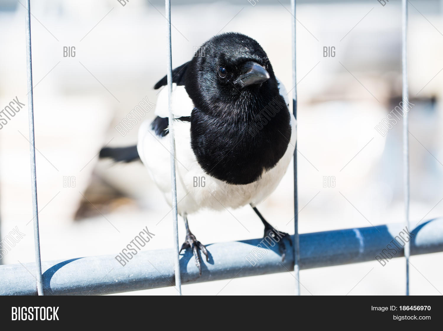 magpie sits thoughtfully on fence, bird, feather, nature