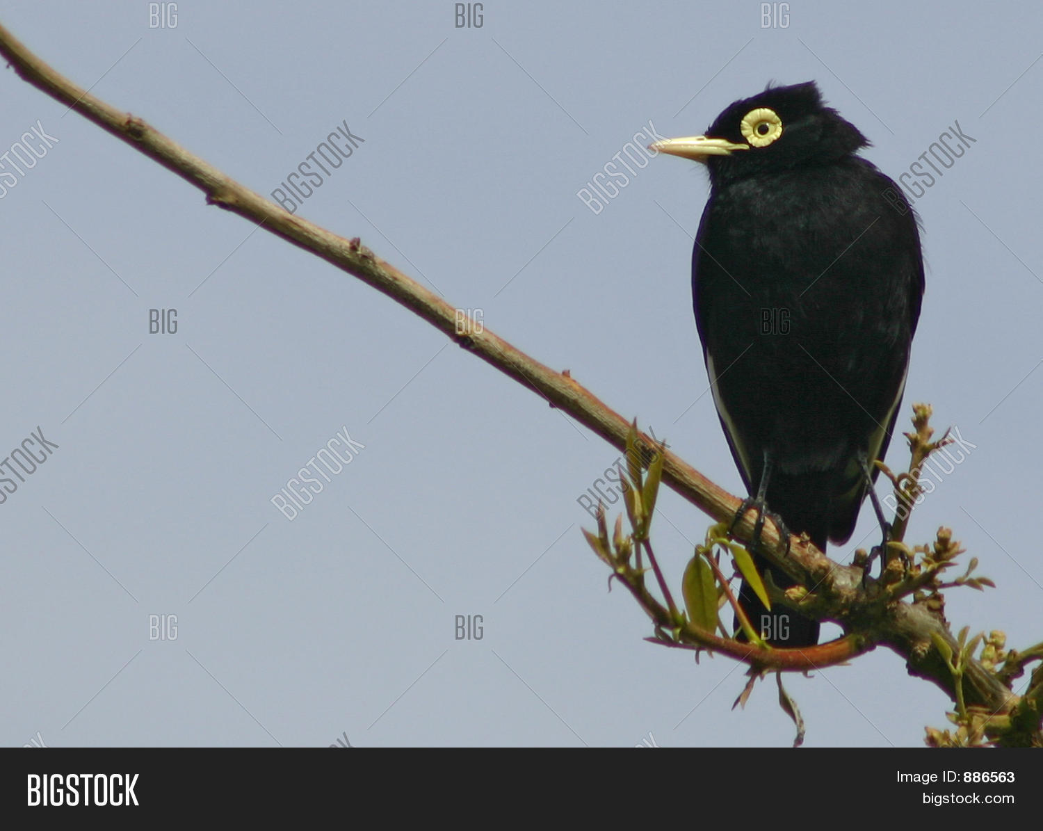 创建 lightbox 公开该 lightbox 保存取消   保存 spectacled tyrant