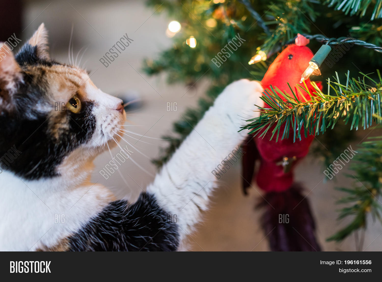 calico cat reaching for meat treat on decorative cardinal bird