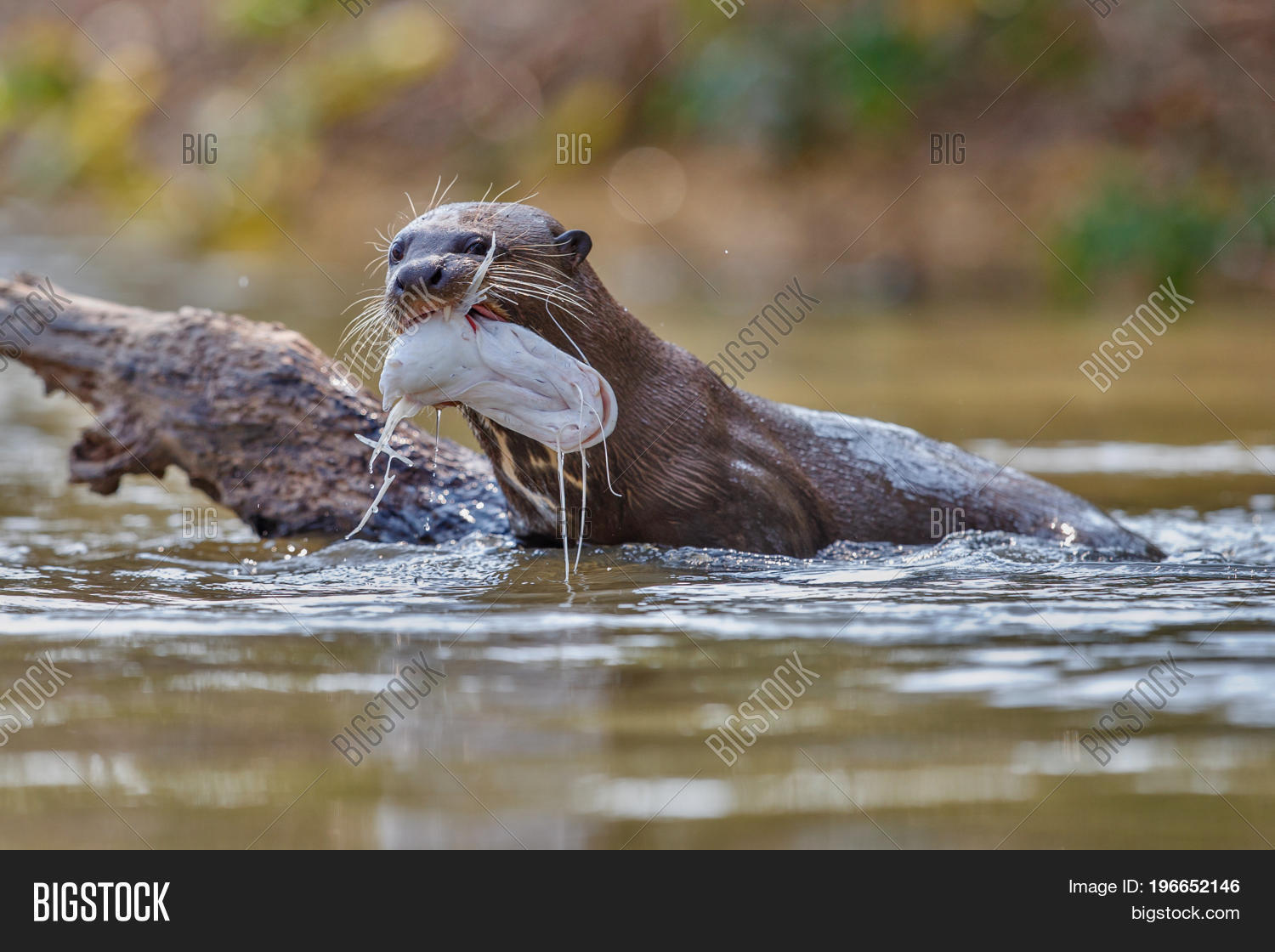 giant river otter in the nature habitat, wild brasil, brasilian