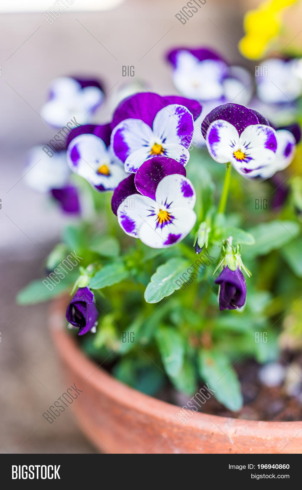 macro closeup of purple and white double pansy flowers in flower