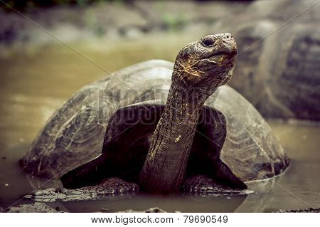 giant turtle in san cristobal galapagos