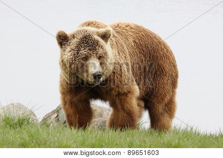 brown bear