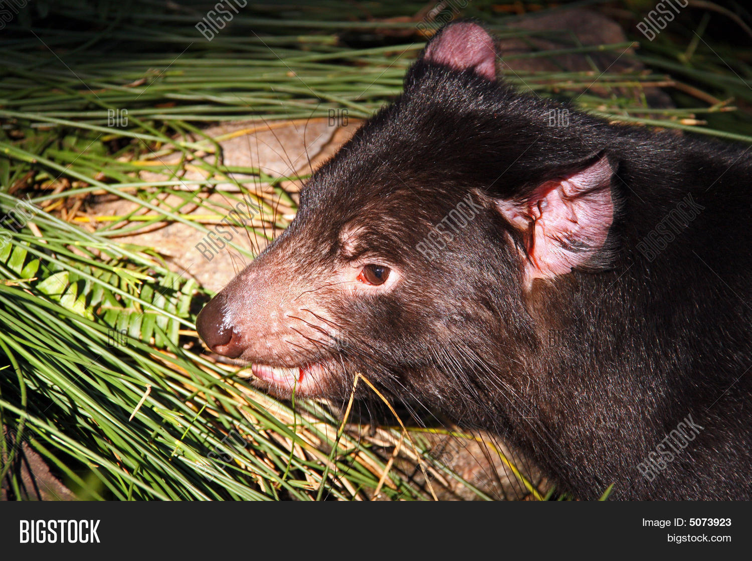 创建 lightbox 公开该 lightbox 保存取消   保存 tasmanian devil