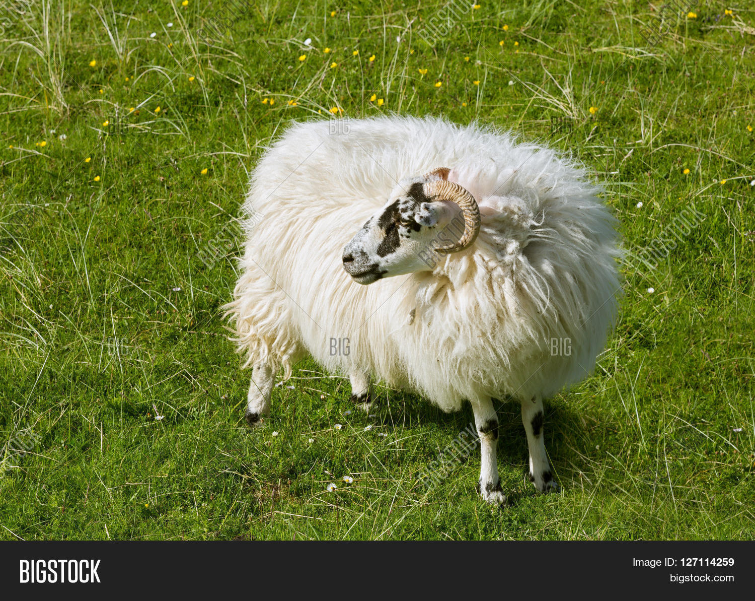 scottish sheep as found on the isle of lewis a