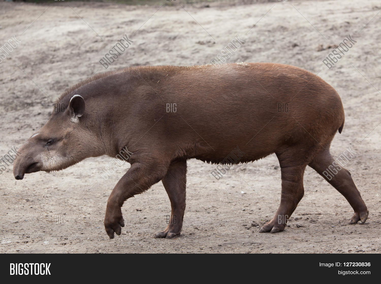 south american tapir (tapirus terrestris), also known as the