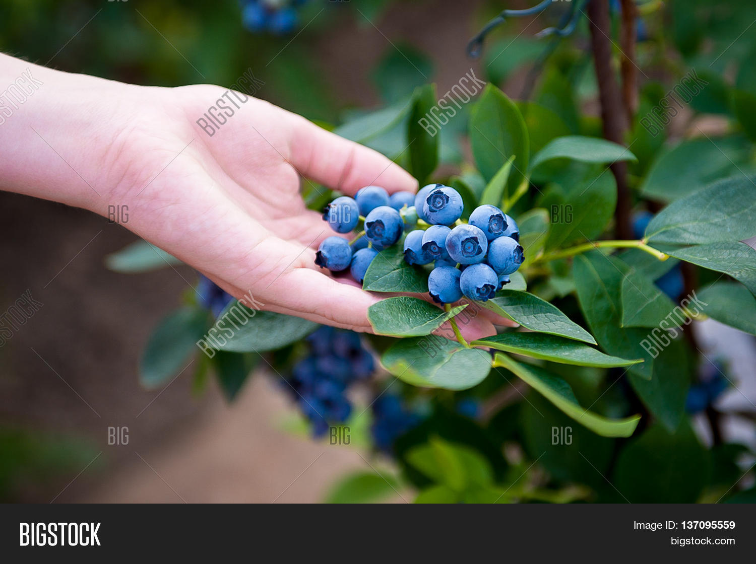 blueberry bush. vaccinium corymbosum.