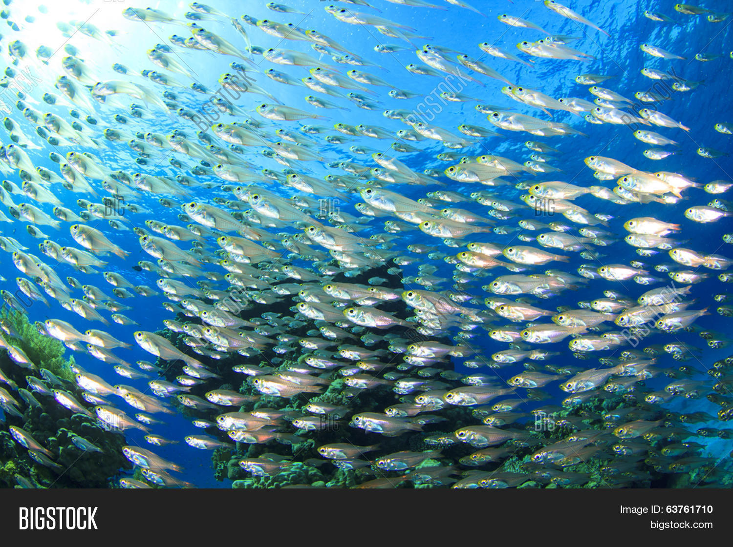 fish shoal: glassfish or golden sweepers