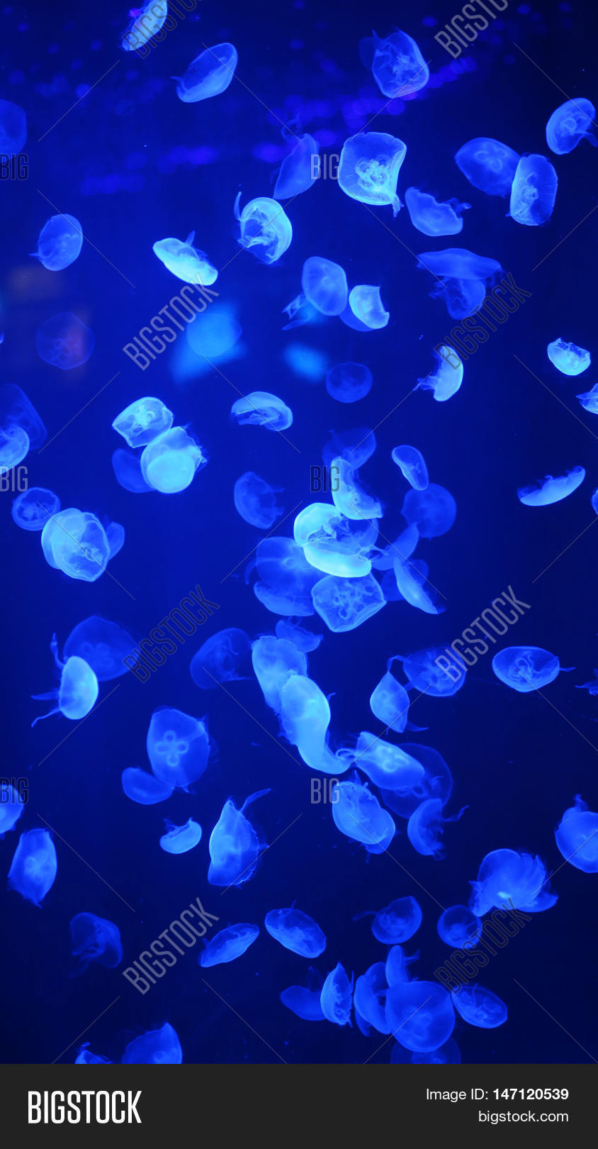 blue jellyfish floating in an aquarium and ocean
