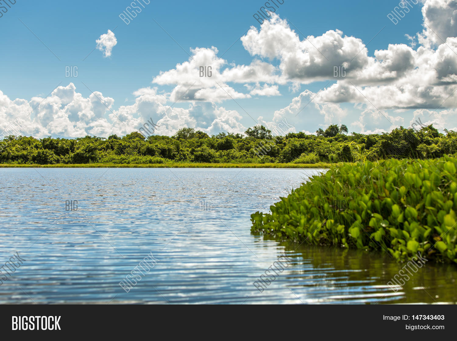 wetlands in pantanal, brazil