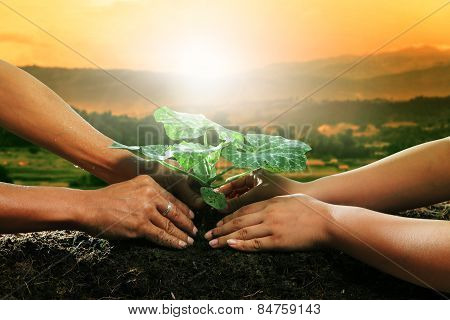 human hand planting young plant together on dirt soil against