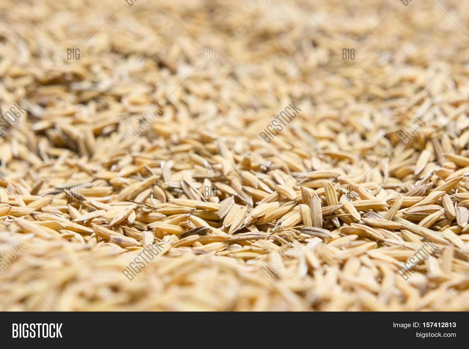 paddy rice paddy rice has not shell out.