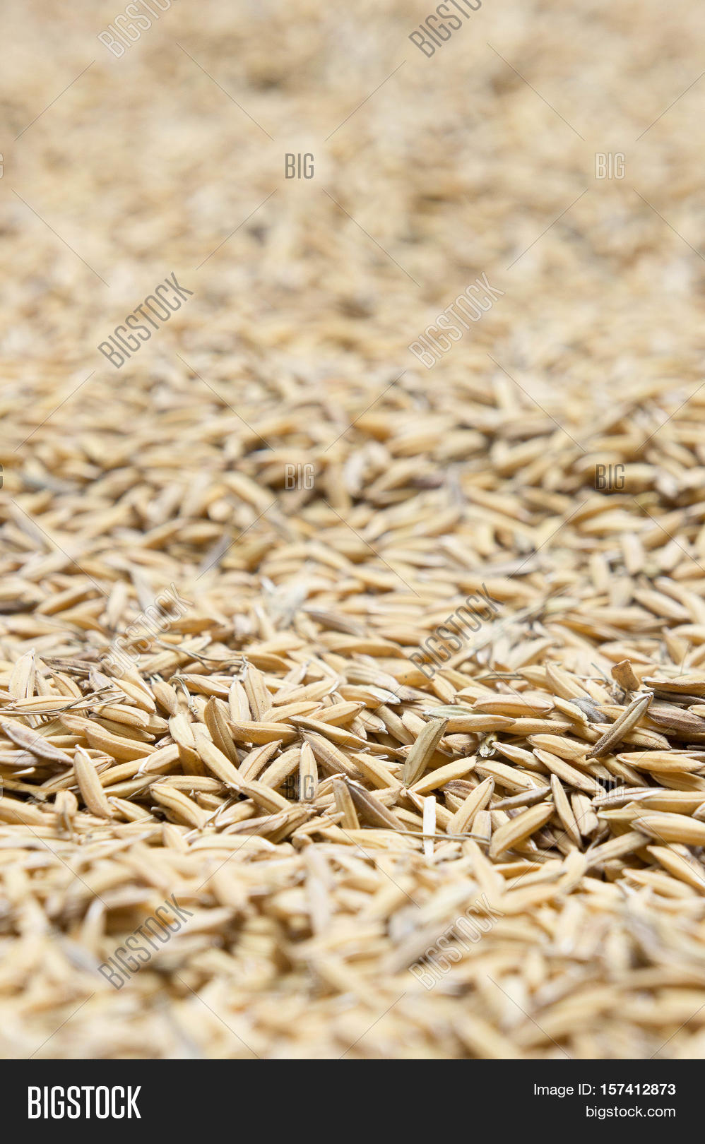 paddy rice paddy rice has not shell out.