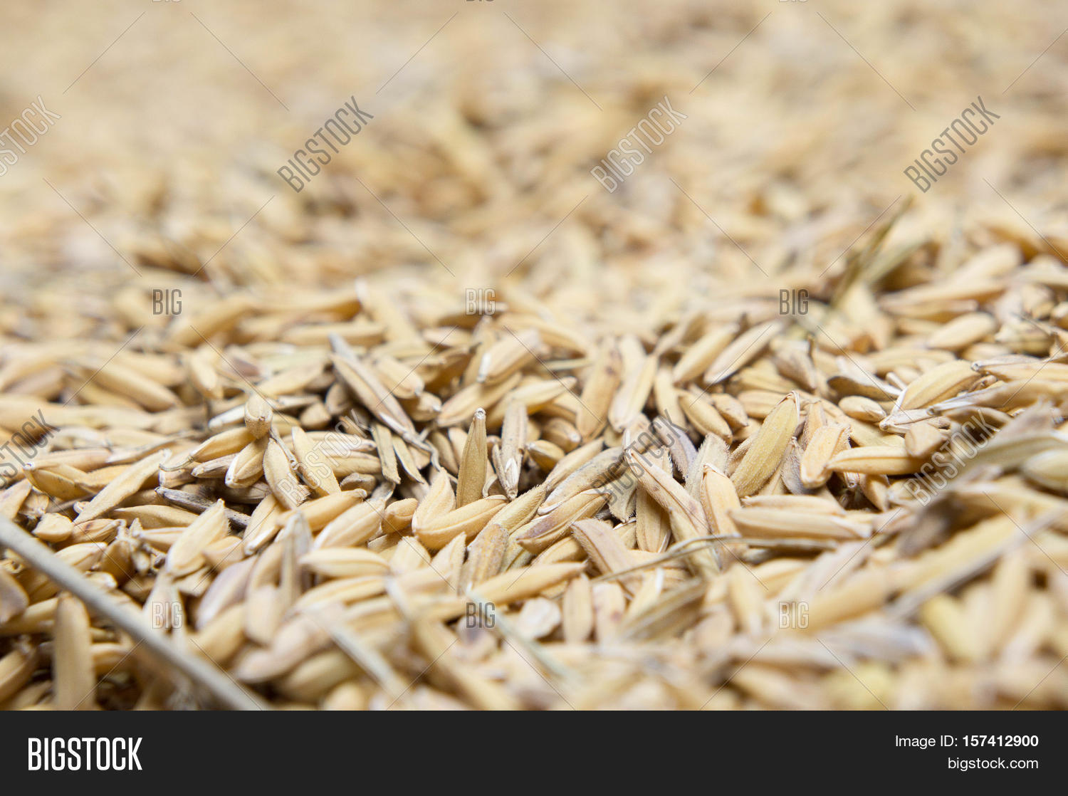 paddy rice paddy rice has not shell out.